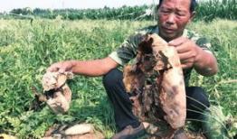 临河吃瓜最新事件爆料新闻,最新爆料揭露惊人内幕